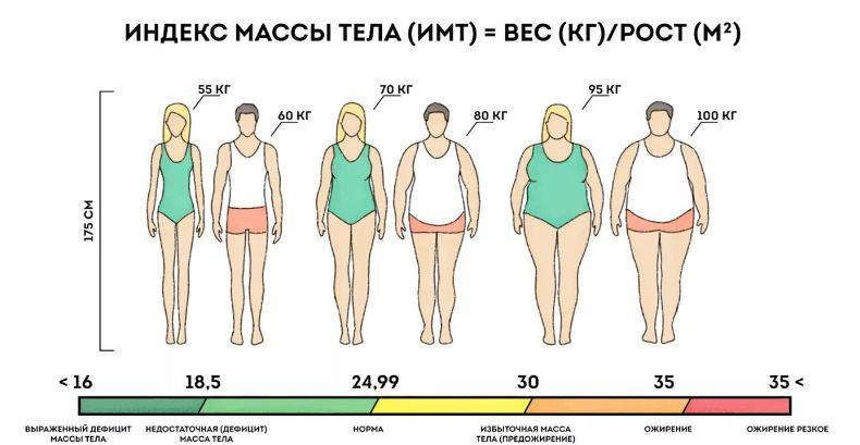 индекс массы тела