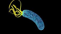 Методы диагностики Хеликобактер пилори (Helicobacter pylori). Методические рекомендации