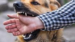 Всемирный день борьбы против бешенства