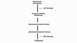 Скрининг рака толстой кишки у пациентов с НЯК
