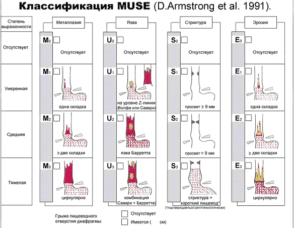 Classificacija_MUSE_EE.png
